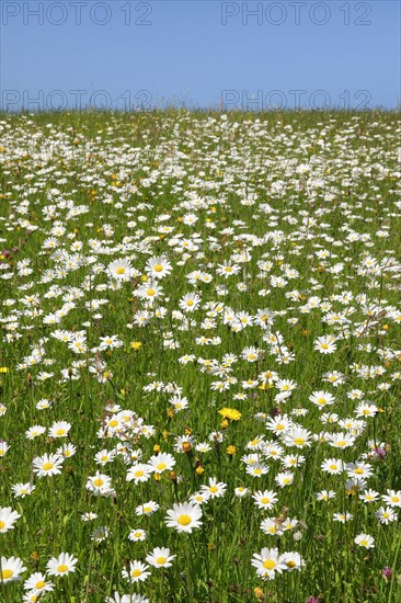 Flowering meadow in Toggenburg