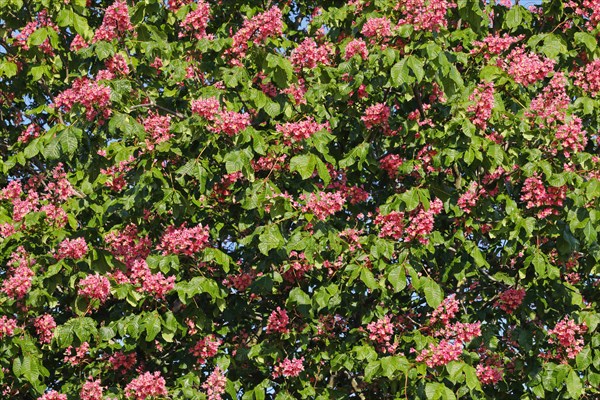 Detail of blossoming chestnut tree