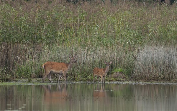 Doe with young