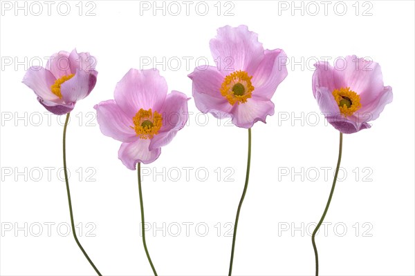 Chinese anemone