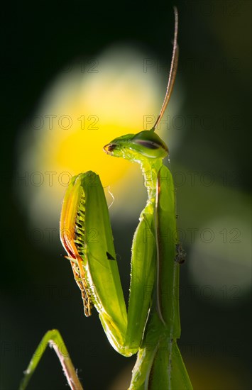 European mantis