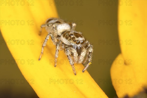 Zebra spider