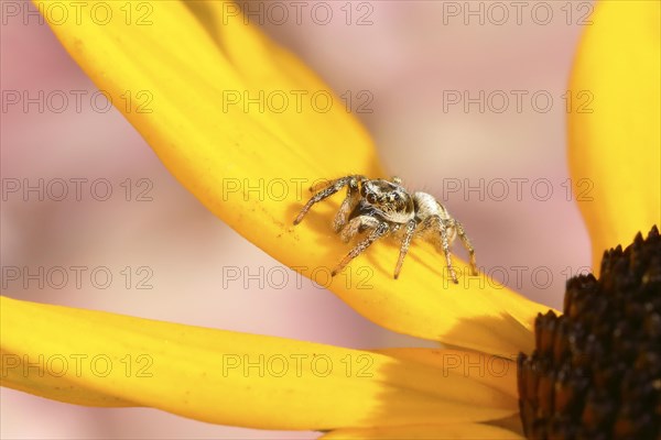 Zebra spider