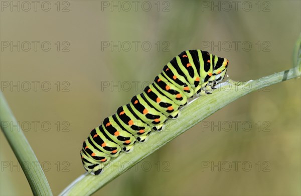 Caterpillar of the Swallowtail