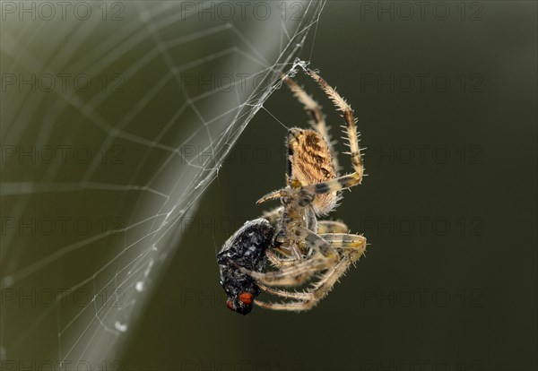 European garden spider