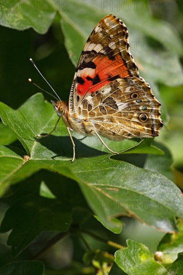 Painted lady