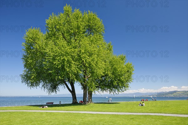 Large single silver maple tree and sunbathing lawns on the shore of Lake Constance near Arbon in Thurgau