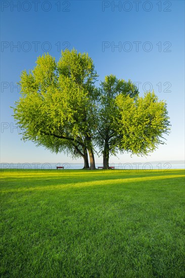 Benches under a large silver maple tree on the shore of Lake Constance near Arbon in Thurgau