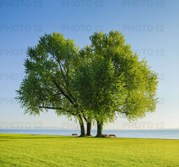 Benches under a large silver maple tree on the shore of Lake Constance near Arbon in Thurgau