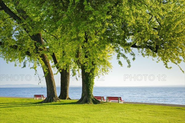 Benches under a large silver maple tree on the shore of Lake Constance near Arbon in Thurgau