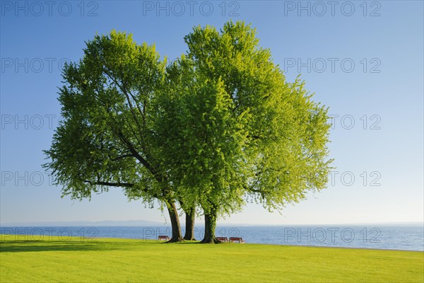 Benches under a large silver maple tree on the shore of Lake Constance near Arbon in Thurgau