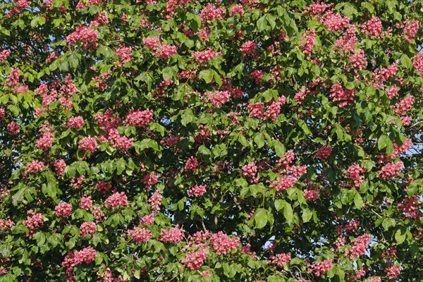 Detail of blossoming chestnut tree