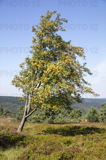 Rowan berry