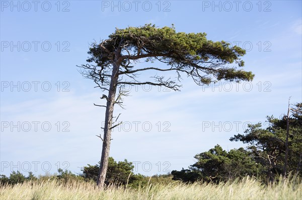 Pine tree