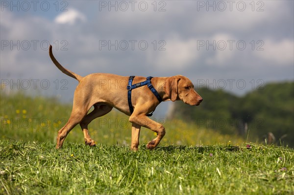 Vizsla puppy