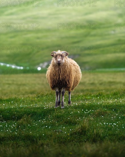 Sheep in a meadow