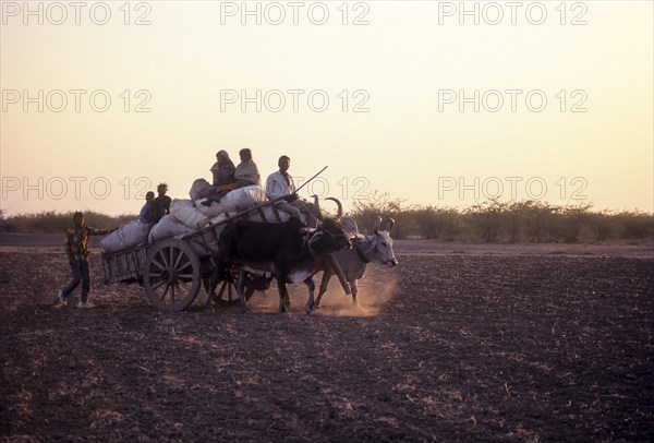 Bullock cart on a field