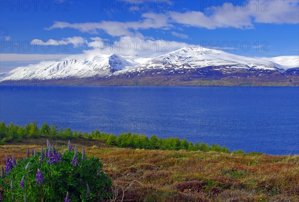 Flowering lupines at Eyjafjoerour