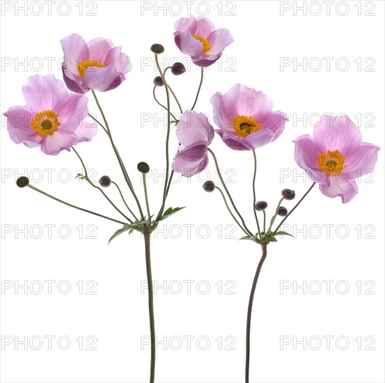 Chinese anemone