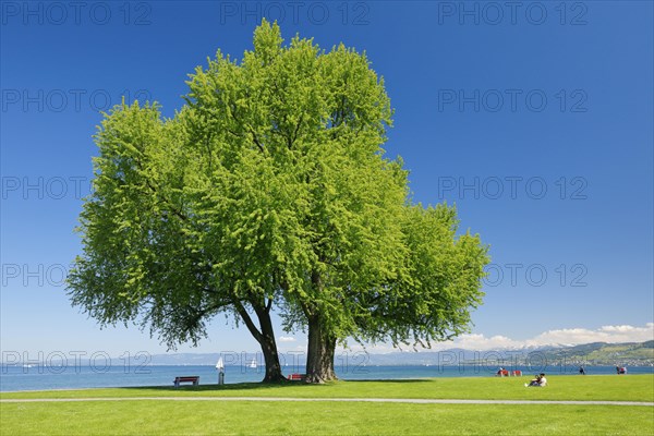 Large single silver maple tree and sunbathing lawns on the shore of Lake Constance near Arbon in Thurgau