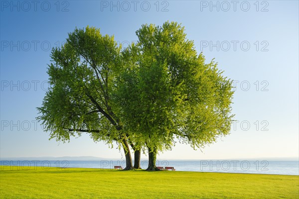 Benches under a large silver maple tree on the shore of Lake Constance near Arbon in Thurgau