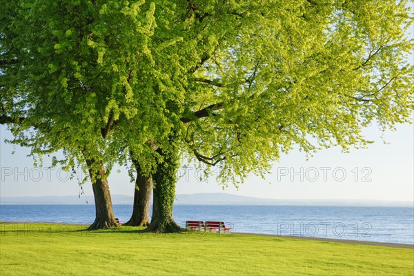 Benches under a large silver maple tree on the shore of Lake Constance near Arbon in Thurgau