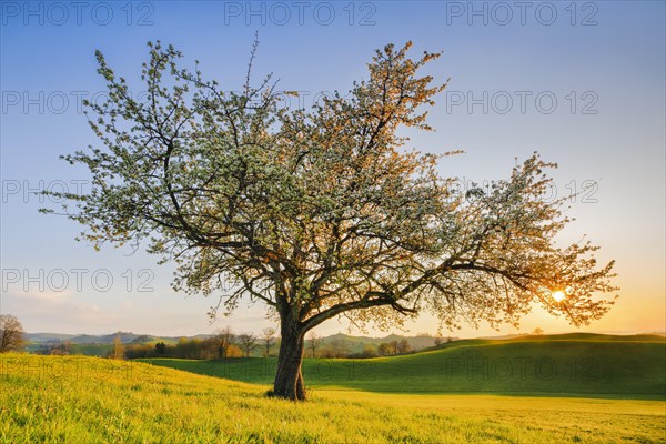 Single flowering pear tree in spring at sunset