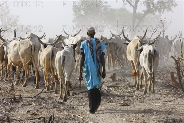 Shepherd and zebu cattle herd, at Lagdo Lake, northern Cameroon