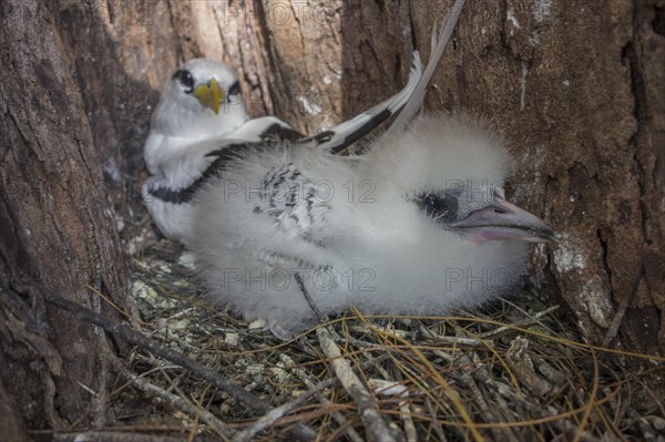 White-tailed tropicbird