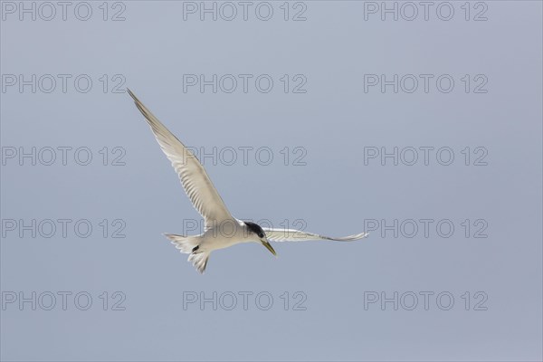 Greater Crested Tern