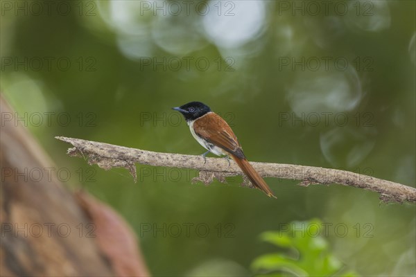 Seychelles paradise-flycatcher