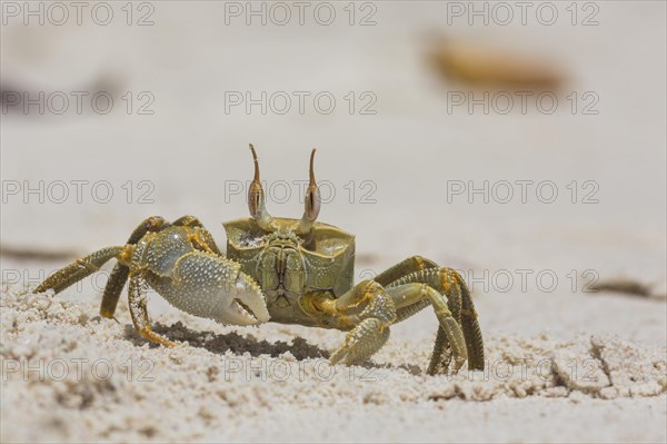 Ghost crab