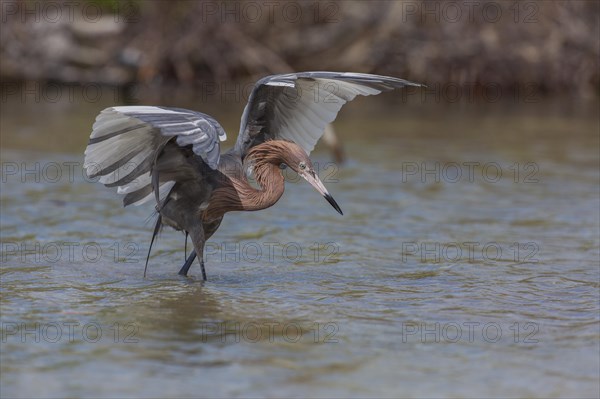 Blue-footed heron