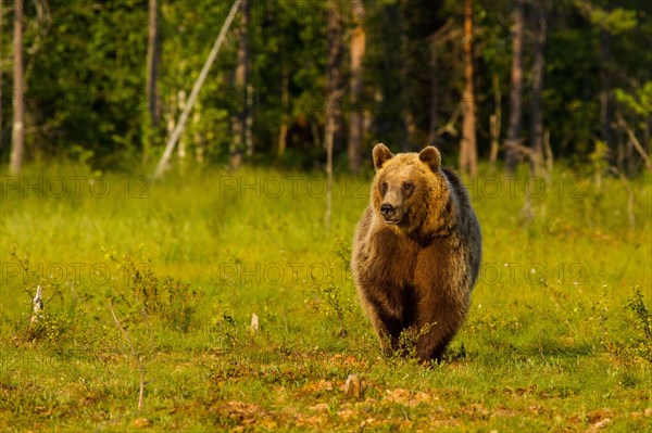 European Brown bear
