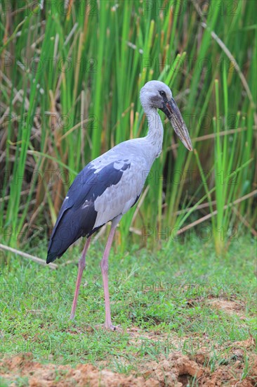 Asian Openbill