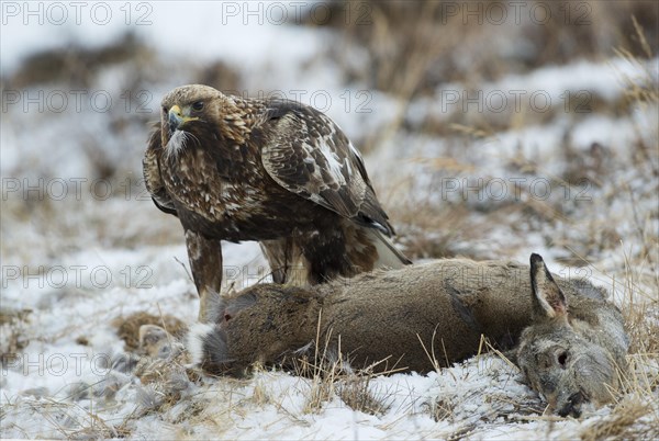 Golden Eagle