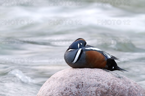 Harlequin duck