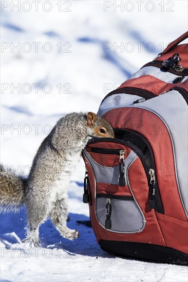 Eastern grey squirrel looking for peanuts in a backpack