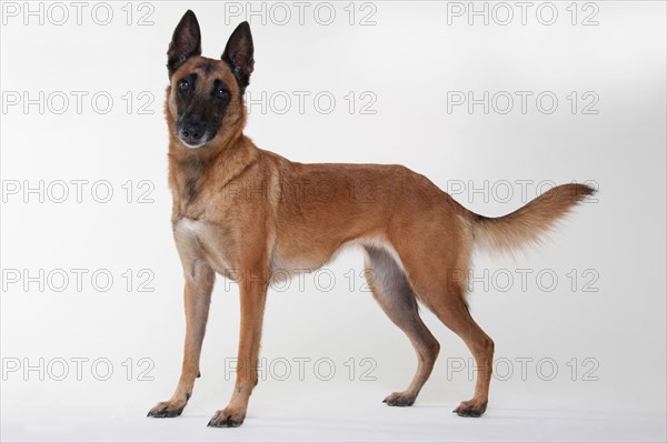 Malinois