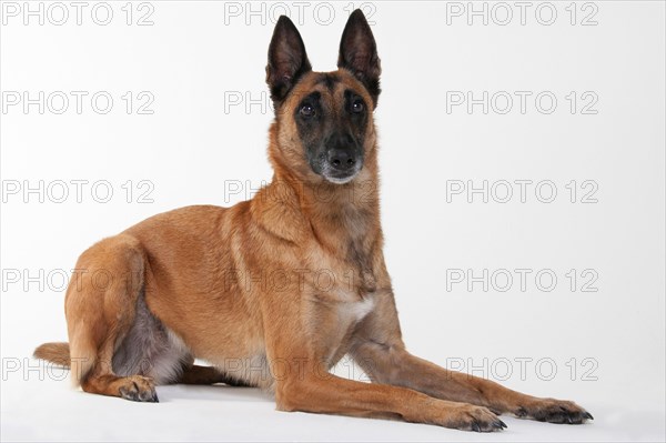 Malinois