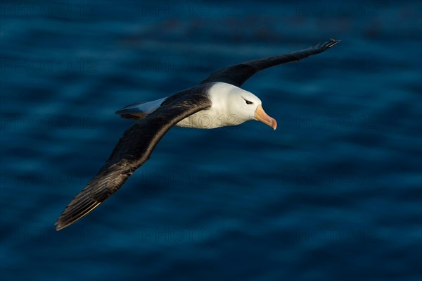 Black-browed Albatross