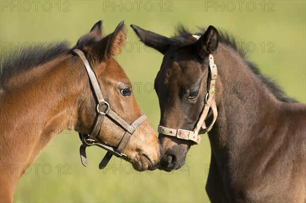 English thoroughbred