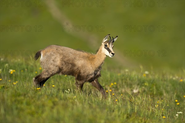 Chamois