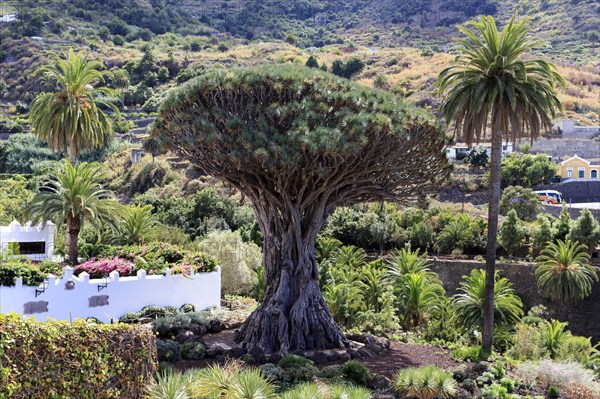 Tenerife