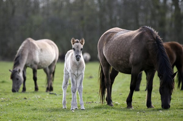 Wild Horse Duelmen