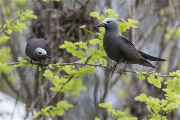 Lesser noddy