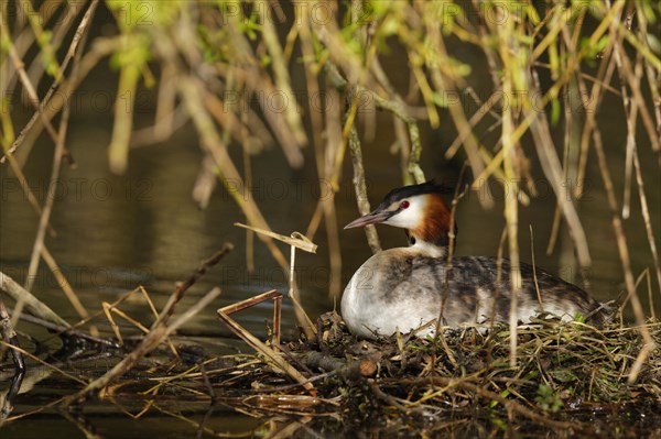 Great crested grebe