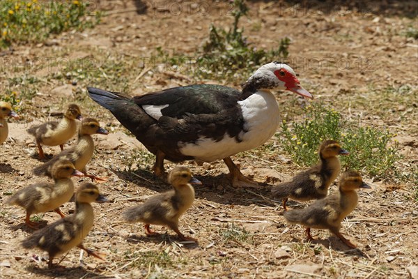 Ducklings with mother