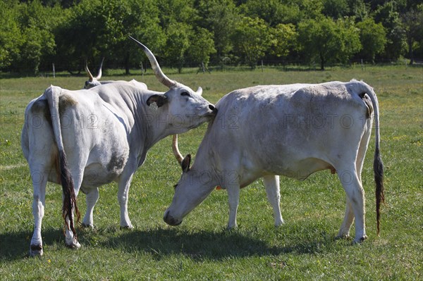 Hungarian steppe cattle