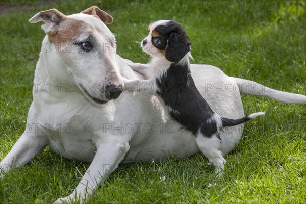 Bull terrier and Cavalier King Charles spaniel